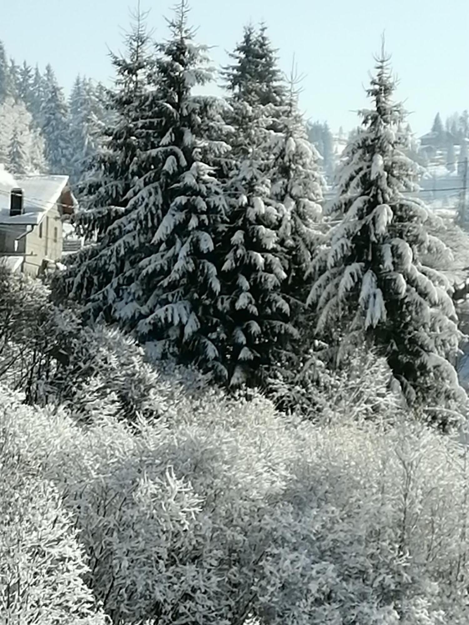 Pensiunea Tora Vatra Dornei Exterior foto